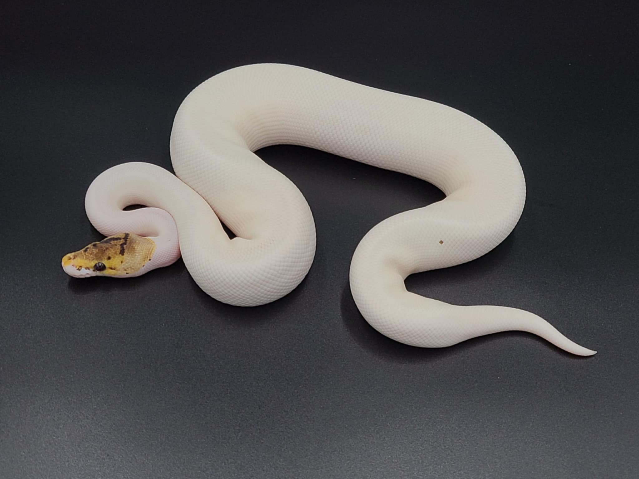 Stunning Ball Python